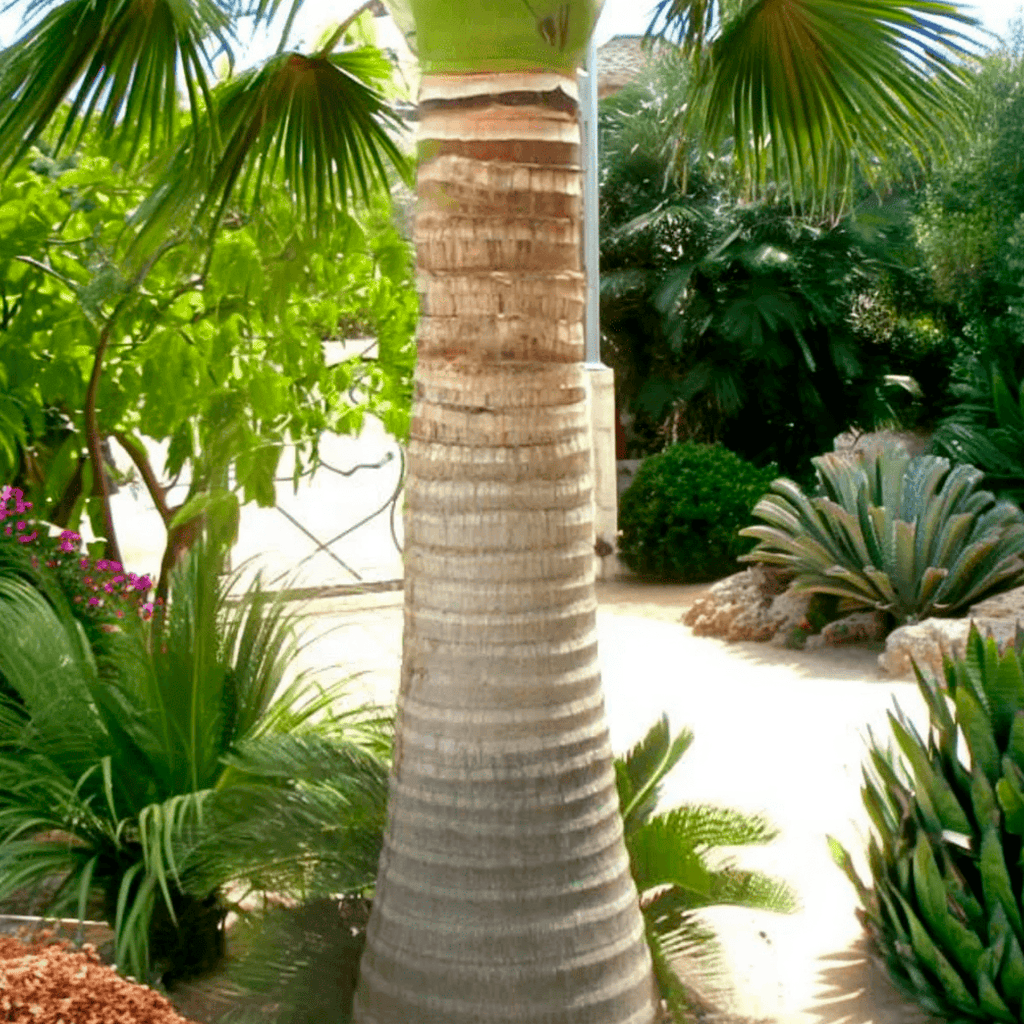 Archonto Alexandrae double 05