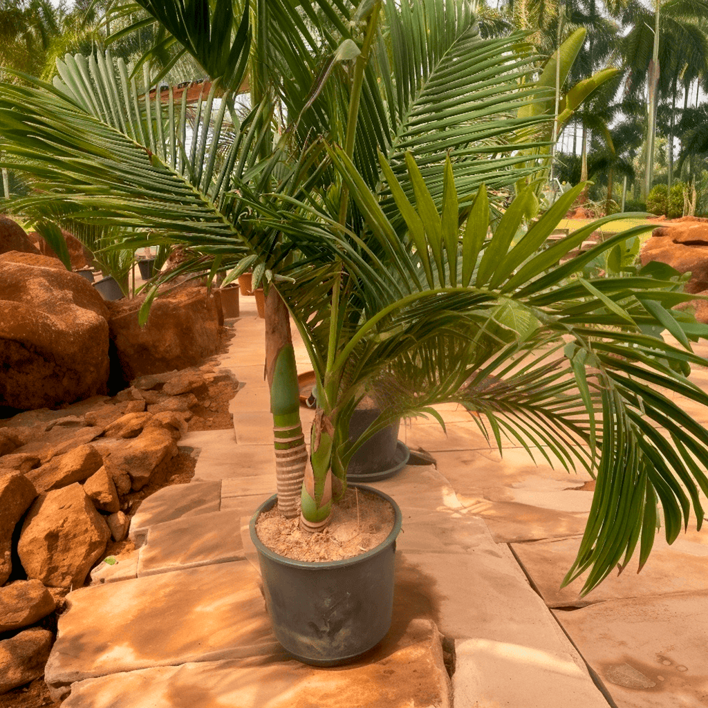 Archonto Alexandrae double 06