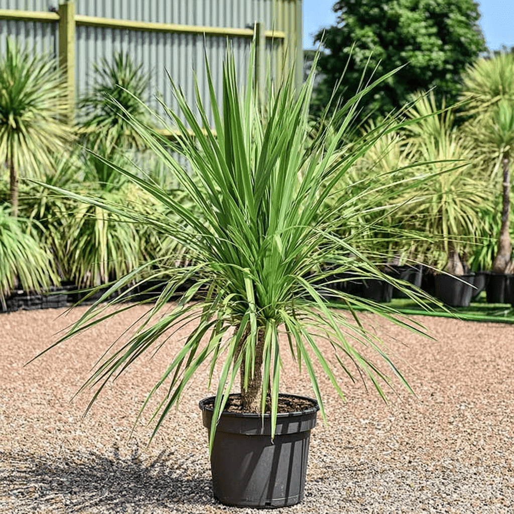 cordyline-01