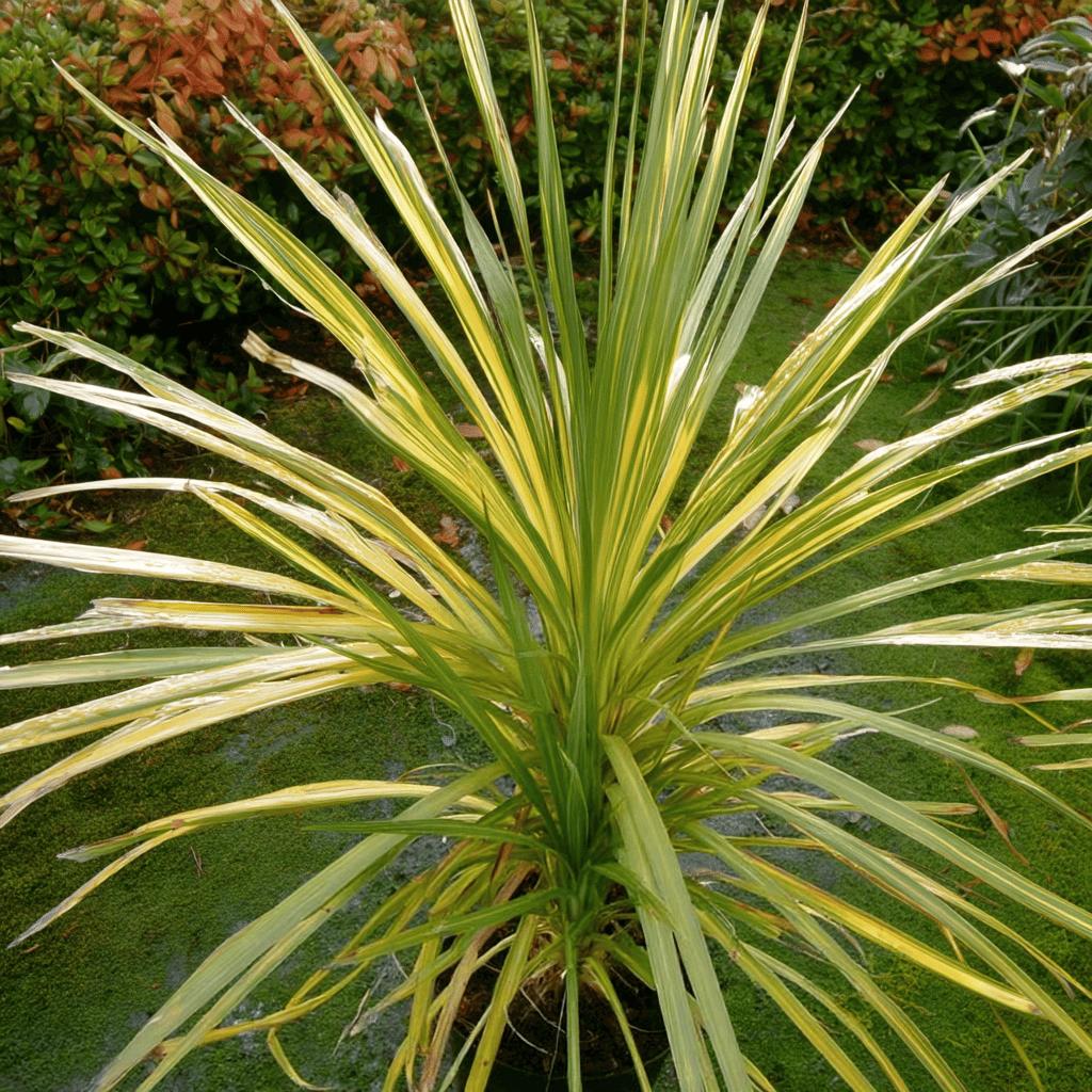 cordyline-02