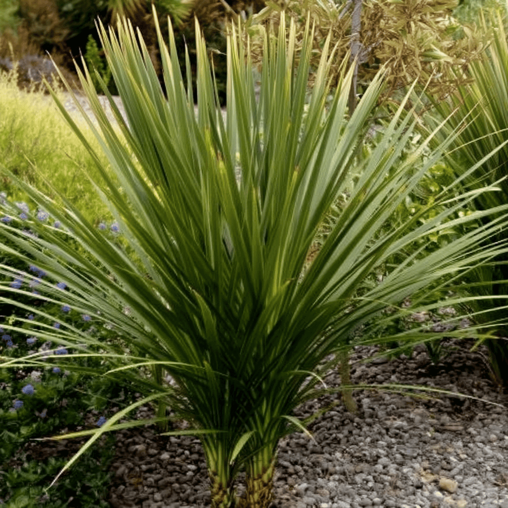 cordyline-03