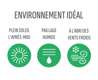 Environnement idéal archonto