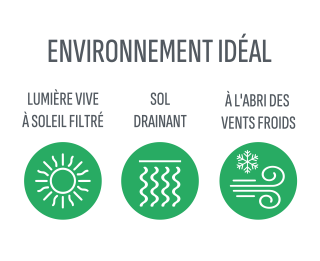 Environnement idéal