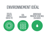 Syagrus romanzoffiana Environnement Idéal