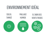 phoenix-roebelenii-environnement-ideal