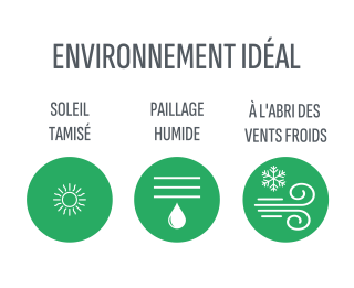 phoenix-roebelenii-environnement-ideal