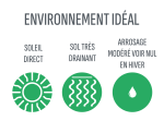 washingtonia robusta-environnement-ideal